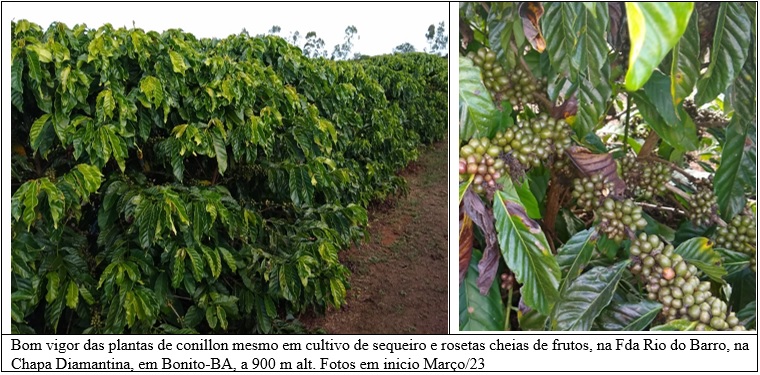 Cultivo de cafeeiro robusta/conillon se mostra viável na região