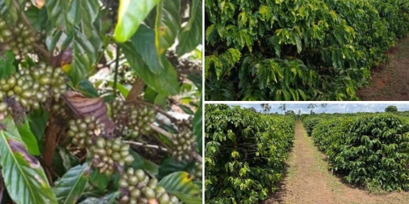 Chapada: Cultivo de cafeeiro robusta/conillon se mostra viável na