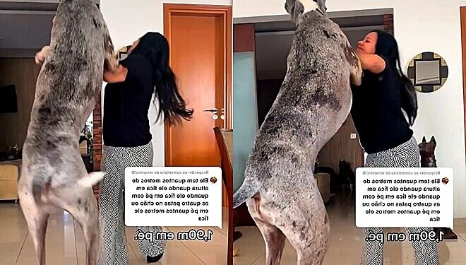Vídeo: Cão gigante 'luta' com mulher por petisquinho em São Paulo; veja  aqui – Jornal da Chapada