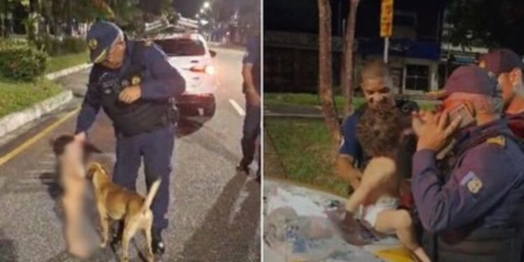 Segundo a Guarda Municipal, a criança e o cachorro foram acolhidos pelo Serviço de Atividades Complementares | FOTO: Reprodução/ SBT News |