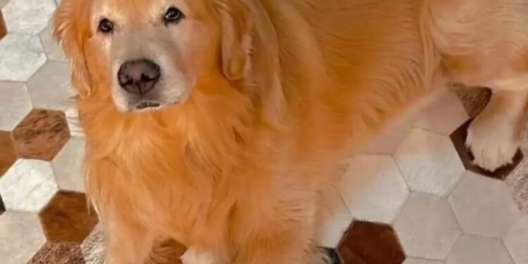 Morte do cão Joca, um golden retriever enviado para o aeroporto errado. | FOTO: Reprodução/Instagram |