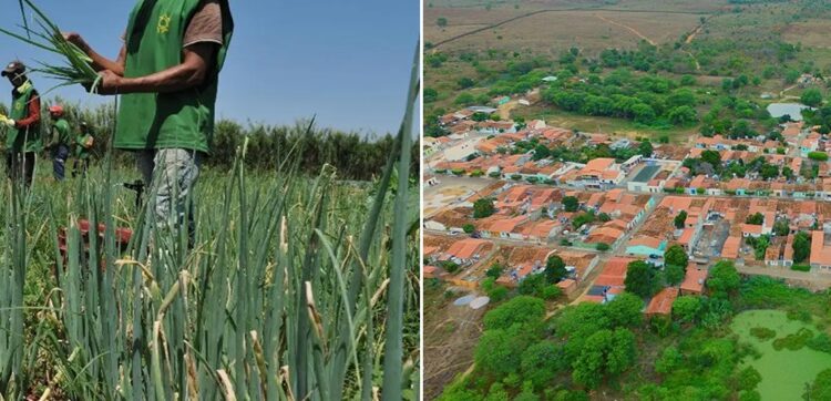 Prefeitura de Nova Redenção anuncia a liberação do pagamento do Garantia-Safra para agricultores no município | FOTO: Montagem do JC |