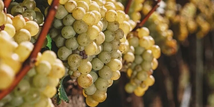 Produção de uvas de alta qualidade aquece o enoturismo na Chapada Diamantina | FOTO: Reprodução/ Vinícola Uvva |