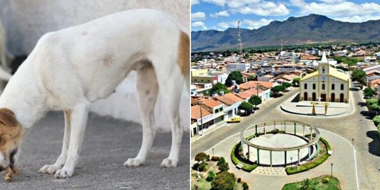 A inação da prefeitura tem contribuído para o aumento do envenenamento de animais de rua em Livramento de Nossa Senhora | FOTO: Montagem do JC |