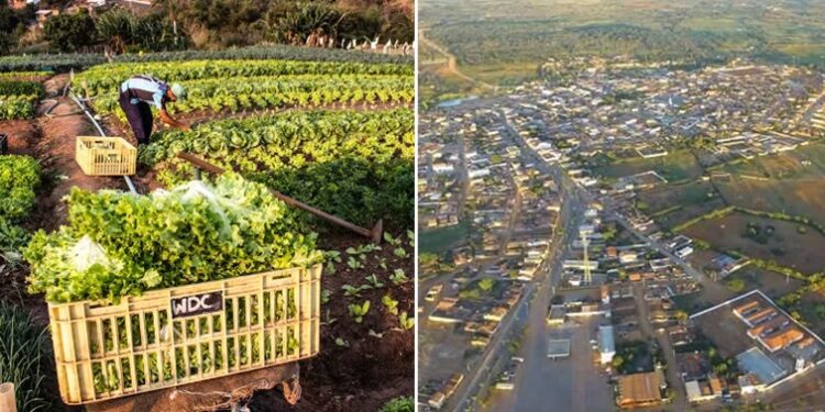 #Chapada: Pagamento do Seguro Safra 2023/2024 inicia nesta terça-feira em Mulungu do Morro; confira aqui